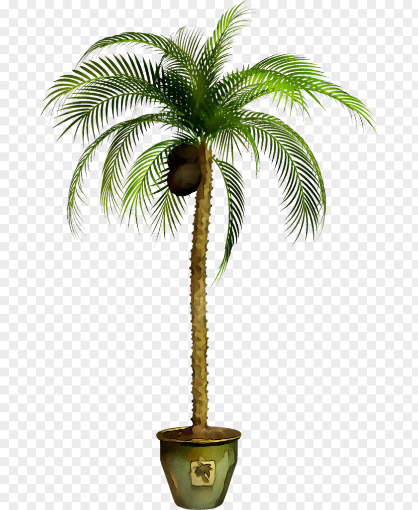 Asian Palmyra Palm Babassu Trees Coconut Oil Palms PNG