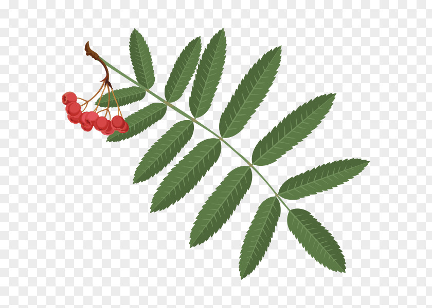 Berries Rowan Vector Graphics Fruit Illustration PNG