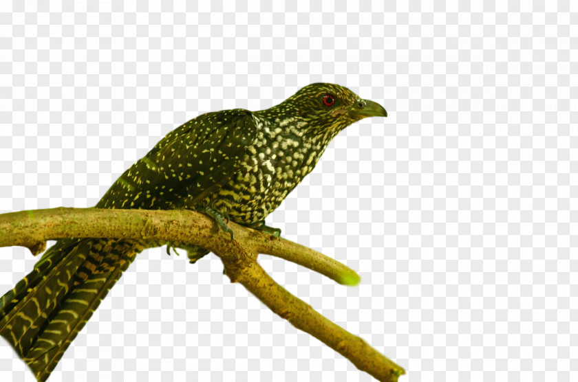 Cuckoos Beak Terrestrial Plant Biology Science PNG