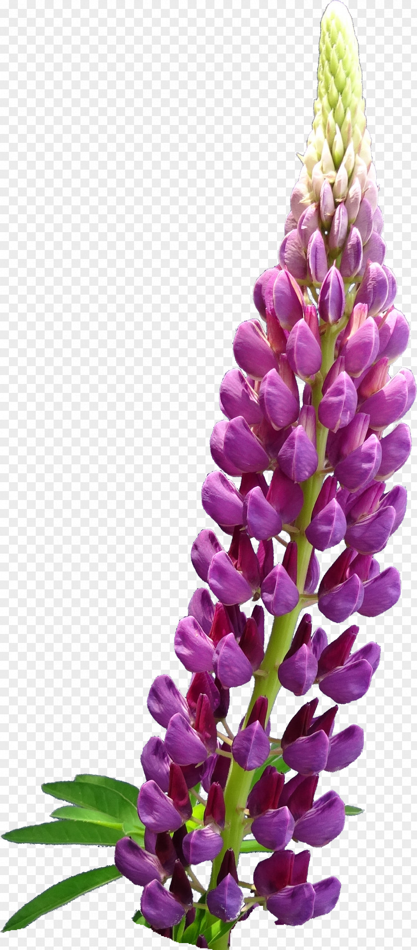 Lilac Flower English Lavender Plant Lupinus Mutabilis PNG