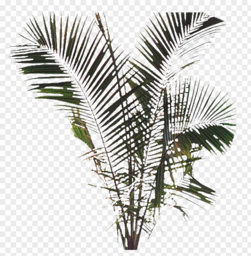 Plant 3D Computer Graphics PNG