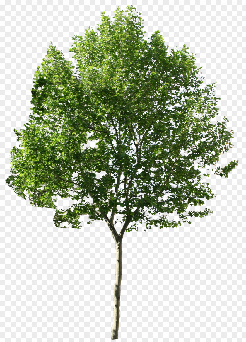 A Plane Tree PNG