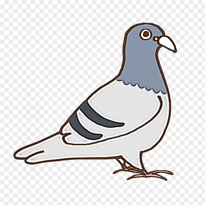 Columbidae Birds Cartoon Kentan-man Bird Vocalization PNG