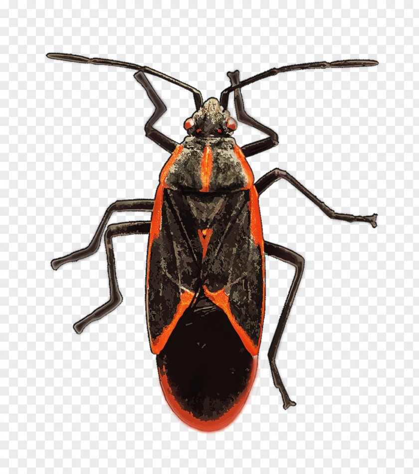 Garden Insect Pest Identification Longhorn Beetle Boxelder Bug True Bugs Maple PNG