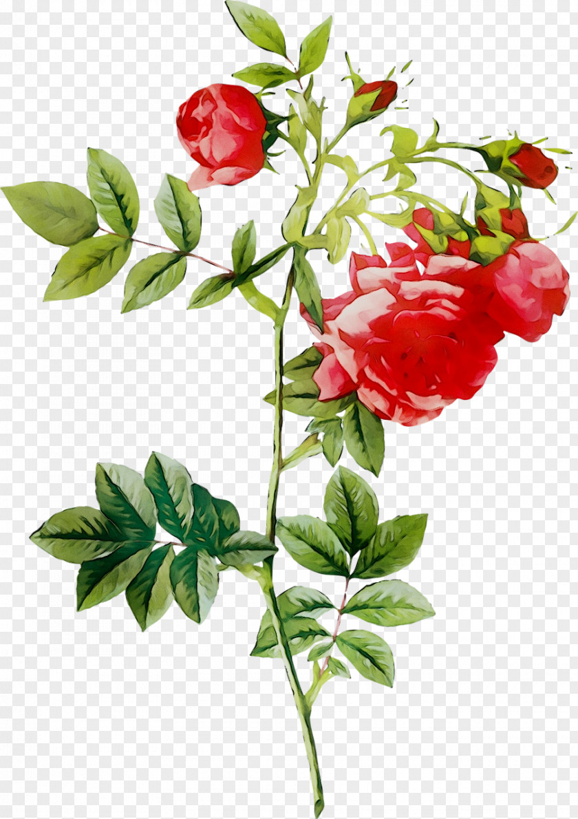 Redoute Roses Painting Flower Illustration PNG