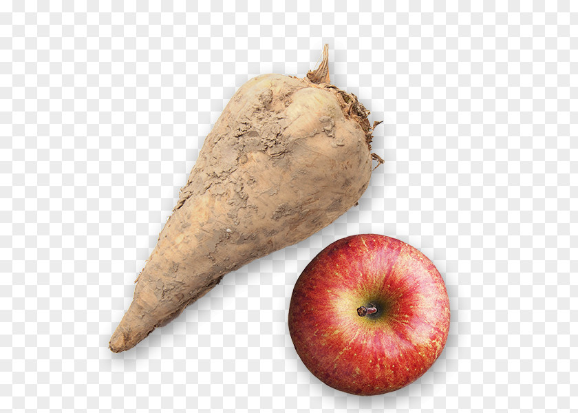 Sugar Beet Canisius Apple Butter Root Vegetables PNG