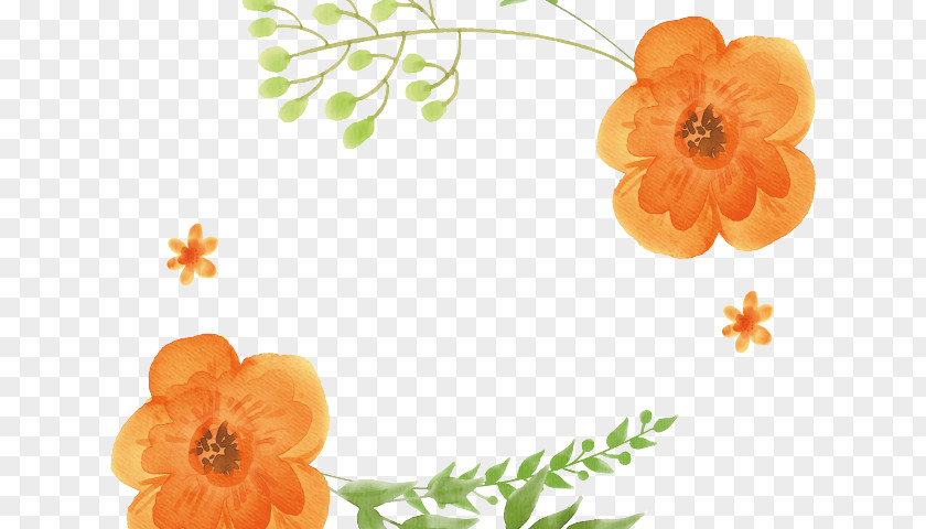 Wildflower Poppy Family Watercolor Floral Background PNG