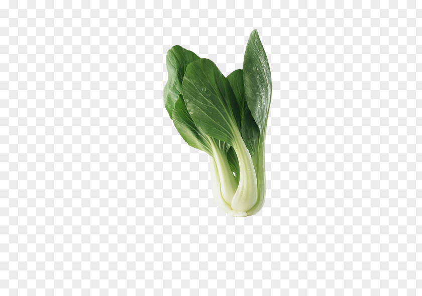 A Cabbage Chinese Vegetable Bok Choy Red PNG