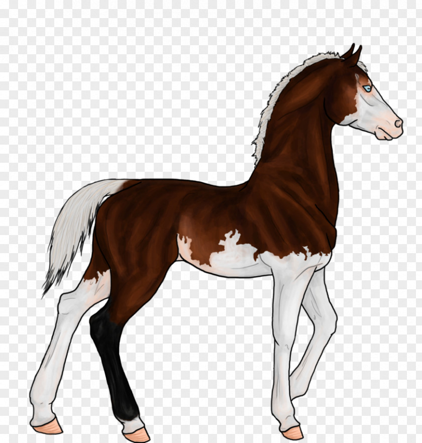 Athenas Poster Foal Mane Mustang Stallion Colt PNG