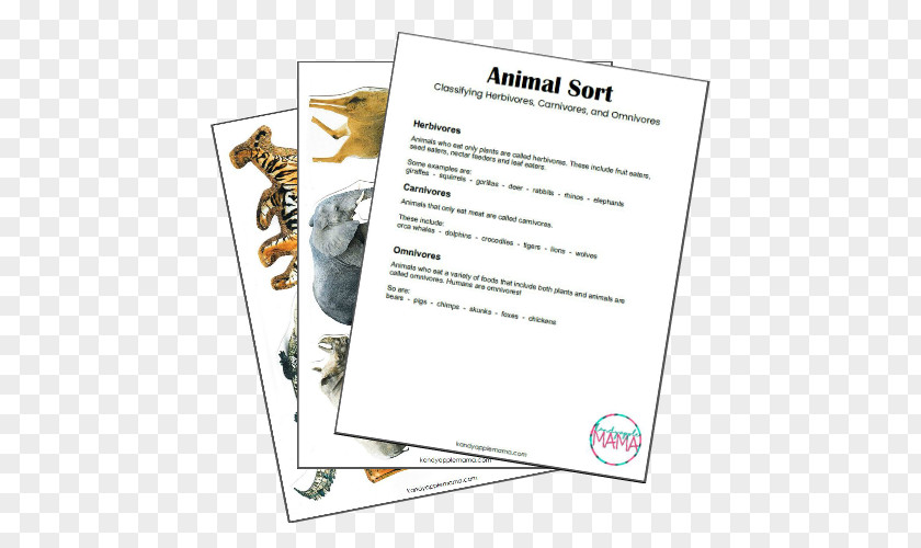 Carnivorous Animals Construction Paper Omnivore Carnivore Herbivore PNG