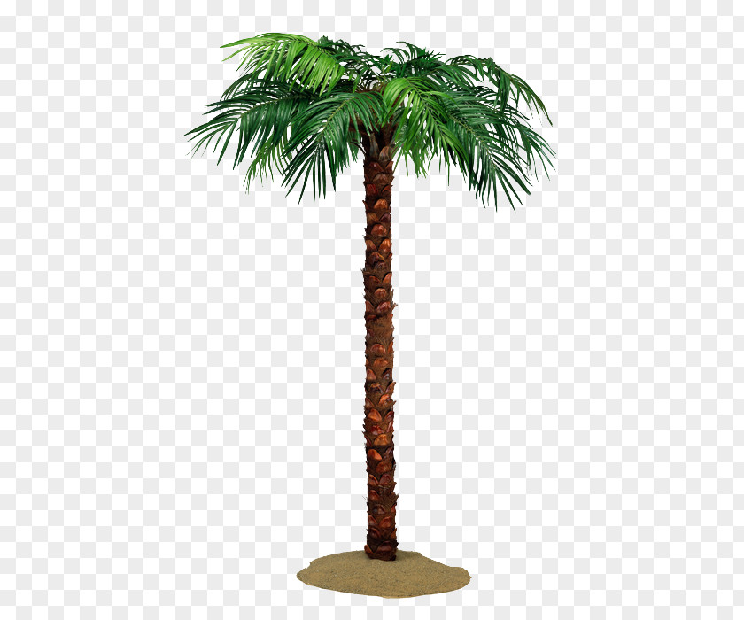 Coconut Asian Palmyra Palm Arecaceae Tree PNG