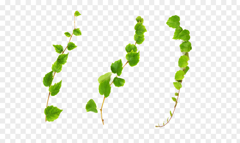 Green Vines PNG