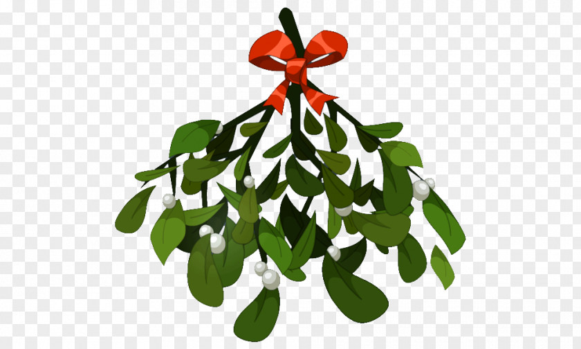 Mistletoe Phoradendron Tomentosum Christmas Clip Art PNG