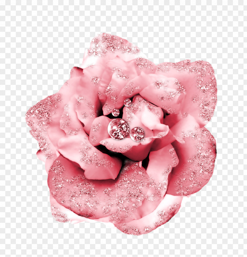 Pink Rose Beach Flower Petal Garden Roses PNG