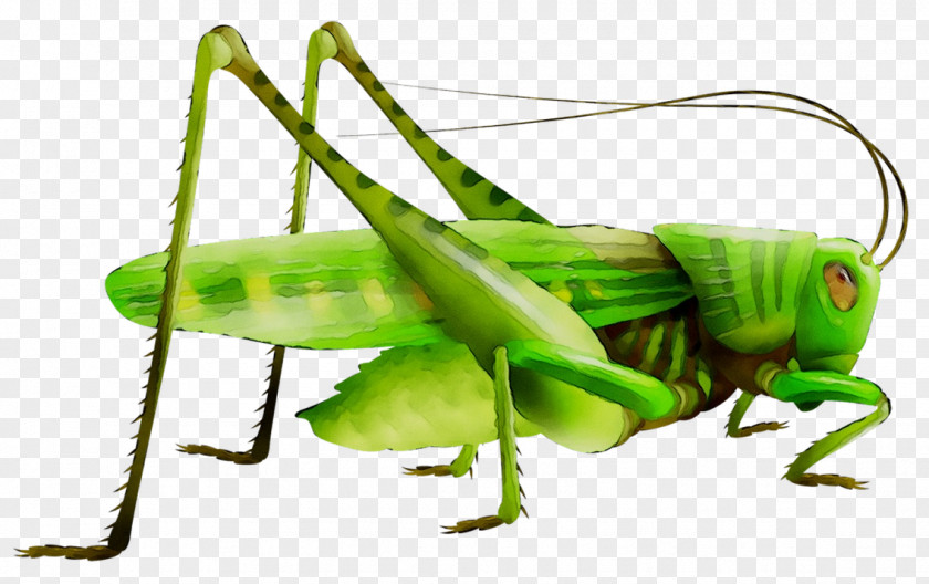 Grasshopper Fairy Chess Piece Locust PNG