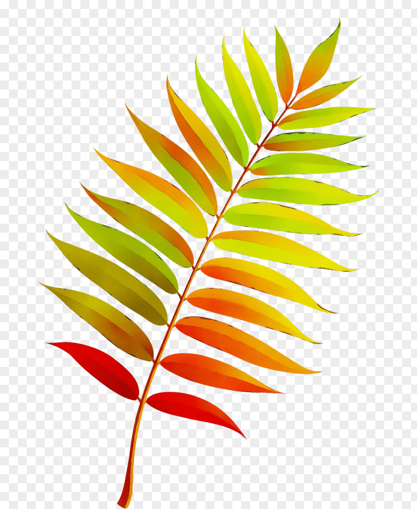 Heliconia Branch Autumn Leaf Drawing PNG
