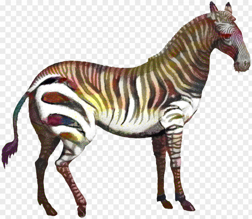 Mare Quagga Zebra Cartoon PNG