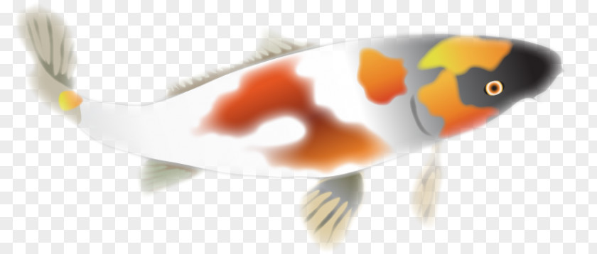 Orange Koi Product Design Close-up PNG