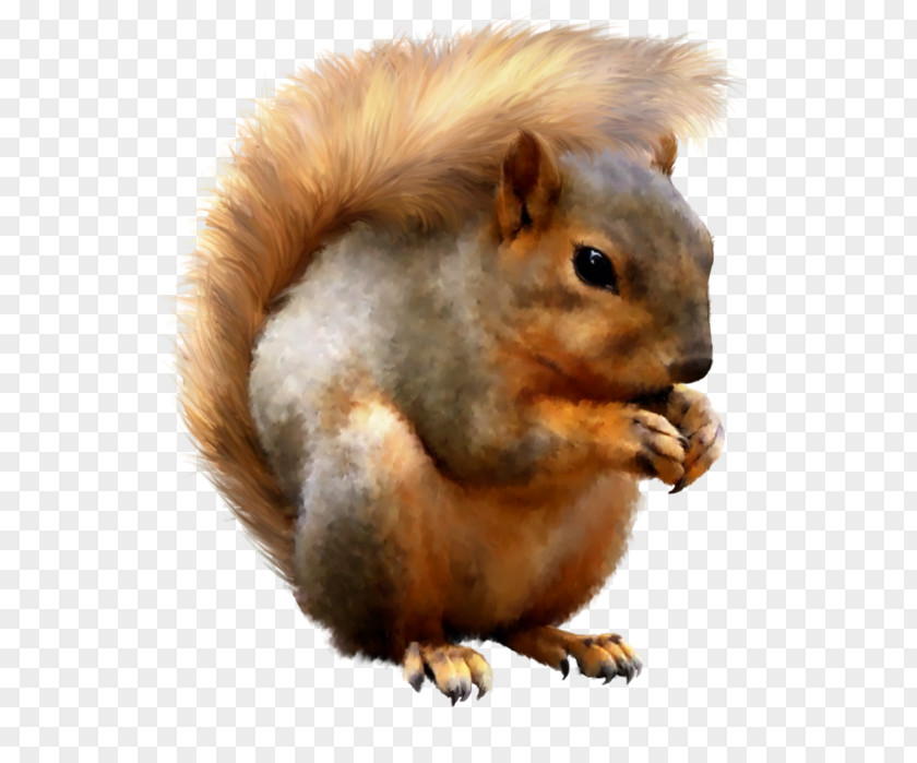 Squirrel Fox Black PNG