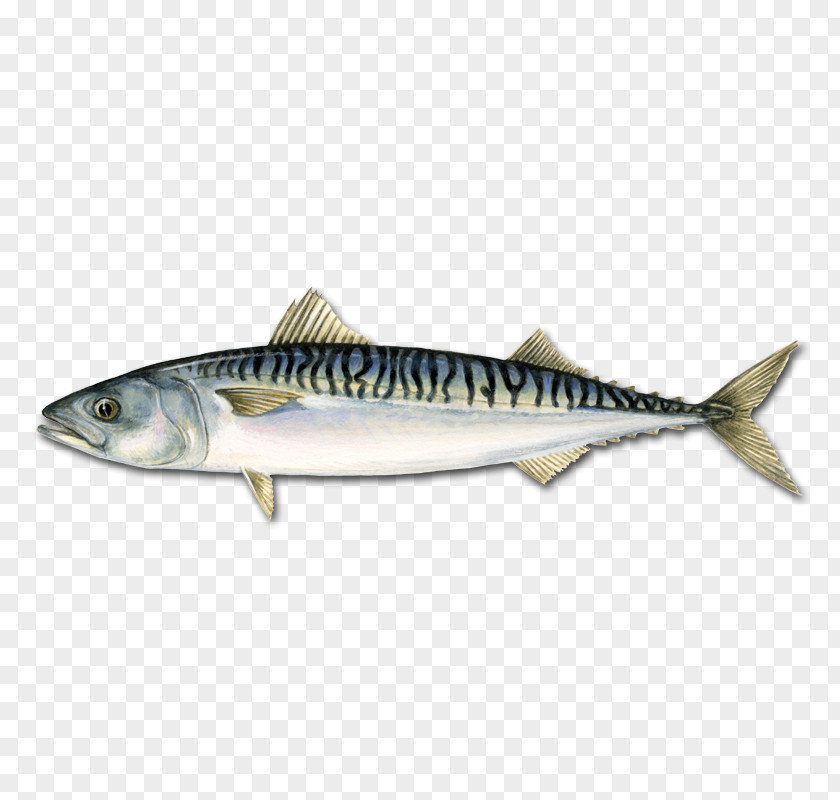 Fish Atlantic Mackerel Pelagic Bluefin Tuna PNG