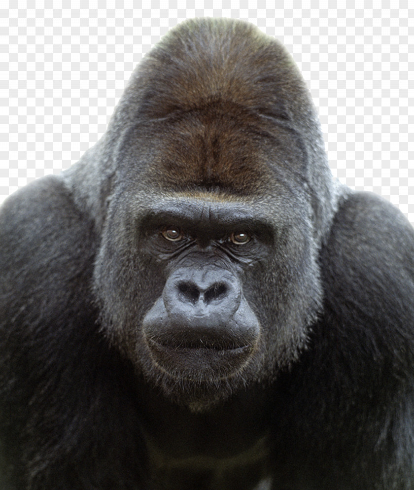 Gorilla Transparent Image Western Mountain Ape Chimpanzee Primate PNG