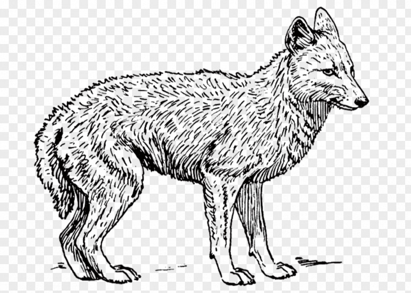 Wolf Dog Coyote Black-backed Jackal Clip Art PNG