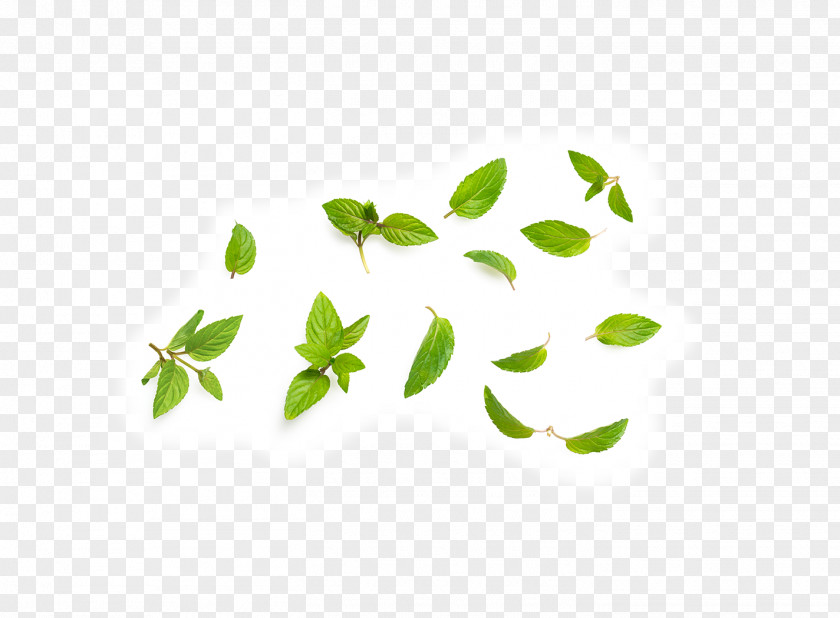 Mint Leaf Almond Tea Tree Oil Ingredient Plant Nutrition PNG