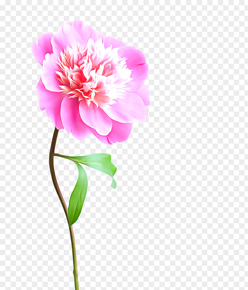 Peony Flower Pink Stock Photography PNG
