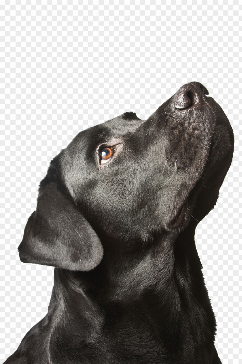Puppy Labrador Retriever Black Dog Syndrome PNG