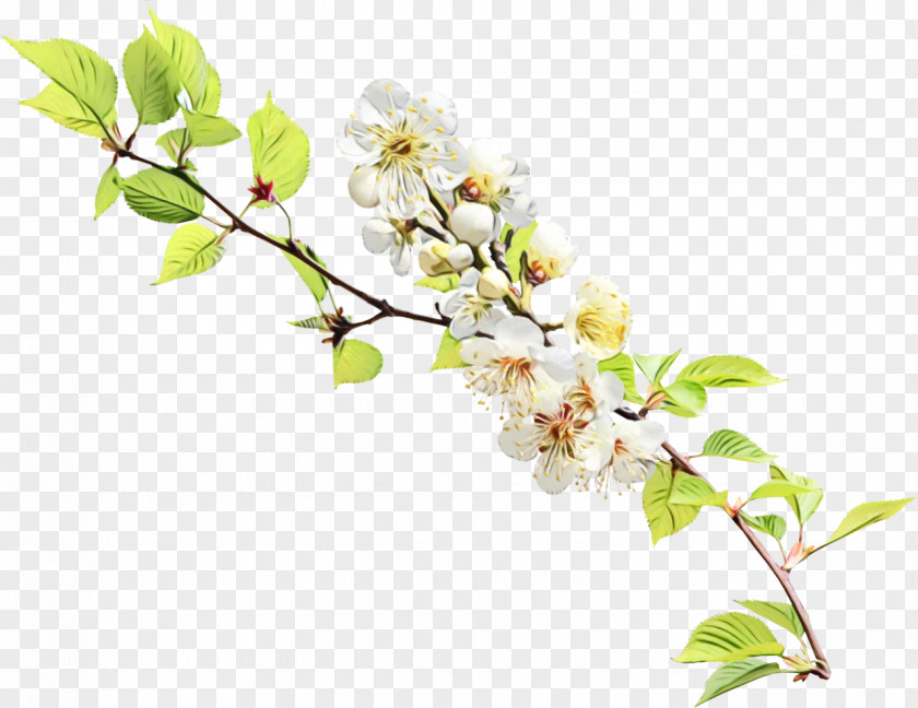 Tree Spring Cherry Blossom Cartoon PNG