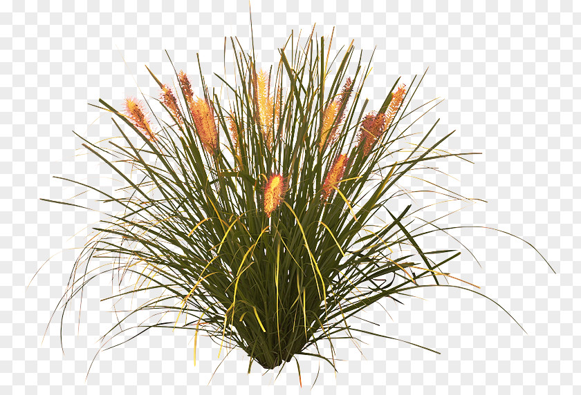 Yucca Flowering Plant Flower Grass Family Houseplant PNG