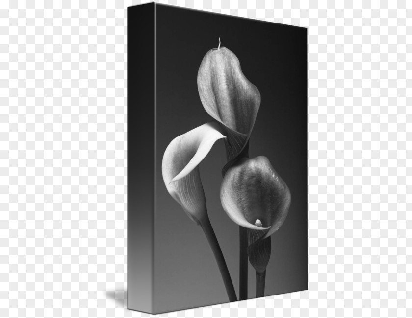 Calla Lily Black And White Fine-art Photography Canvas Print PNG