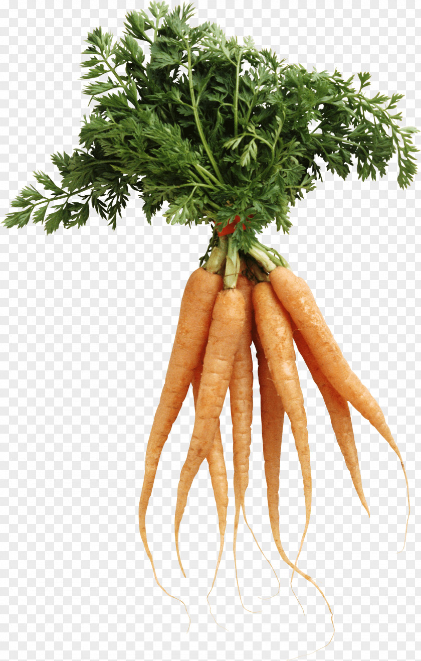 Carrot Image Natural Foods Nutrition Health PNG