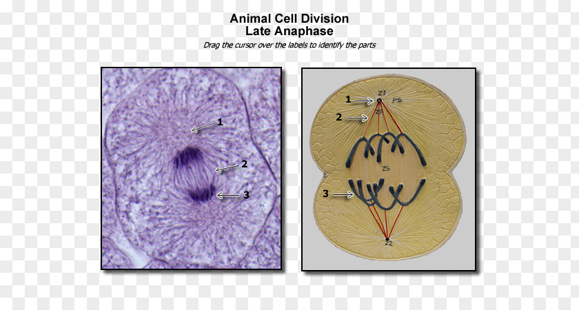 Cell Division Somatic Anaphase Animal Mitosis PNG