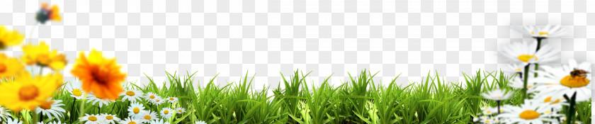 Child Grasses Energy Yellow Spring Wallpaper PNG