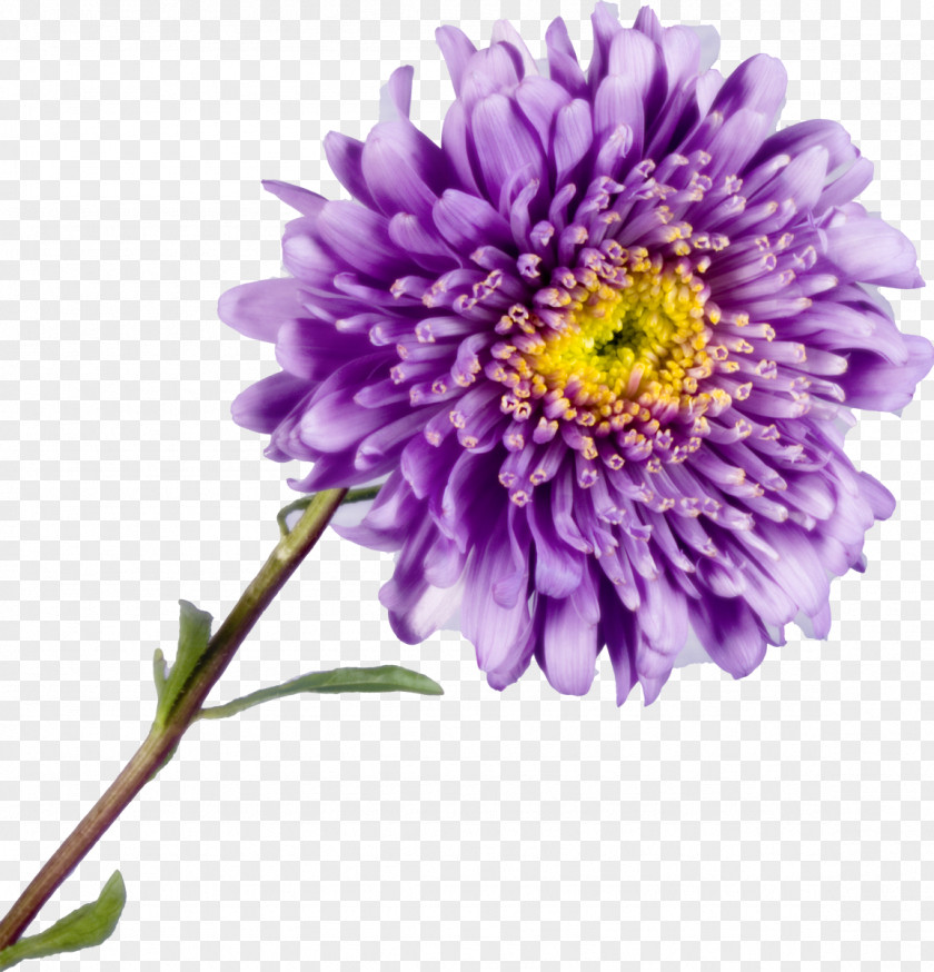 Chrysanthemum Aster Cut Flowers Yellow PNG