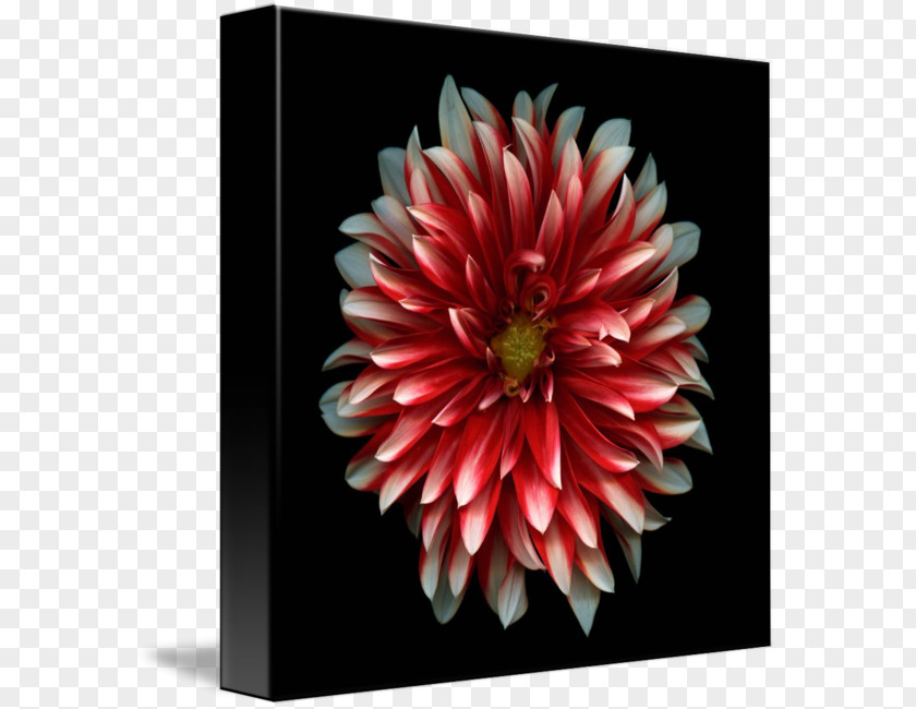 Dahlia 4K Resolution LG Electronics Ultra-high-definition Television OLED PNG