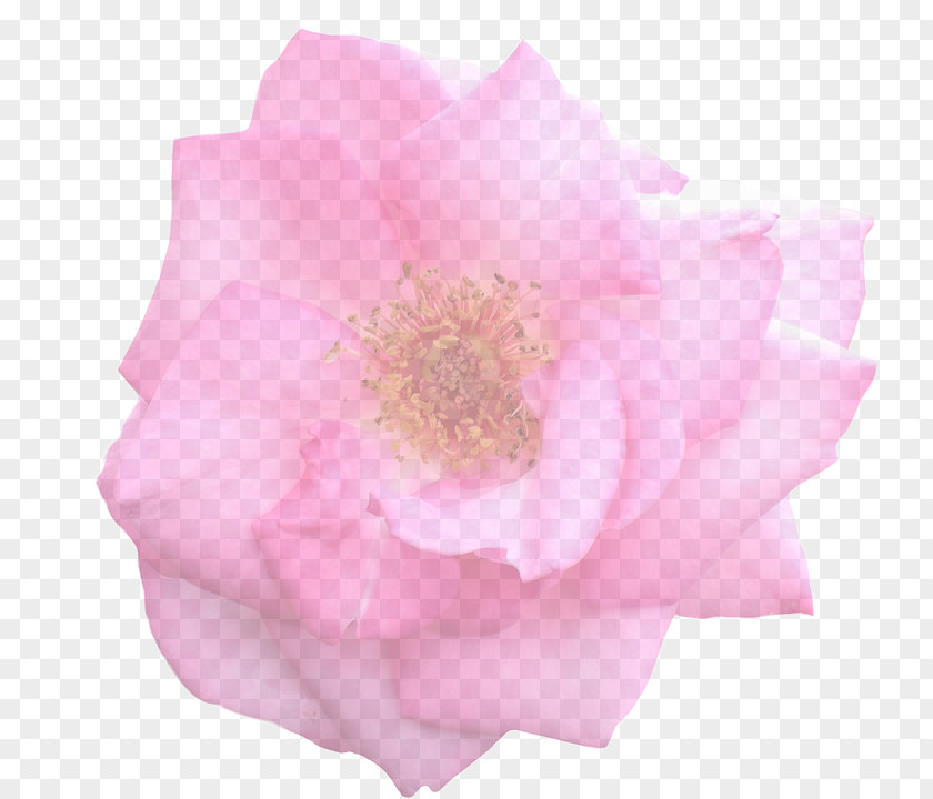 Flower Garden Roses Cabbage Rose Stock.xchng Floribunda PNG