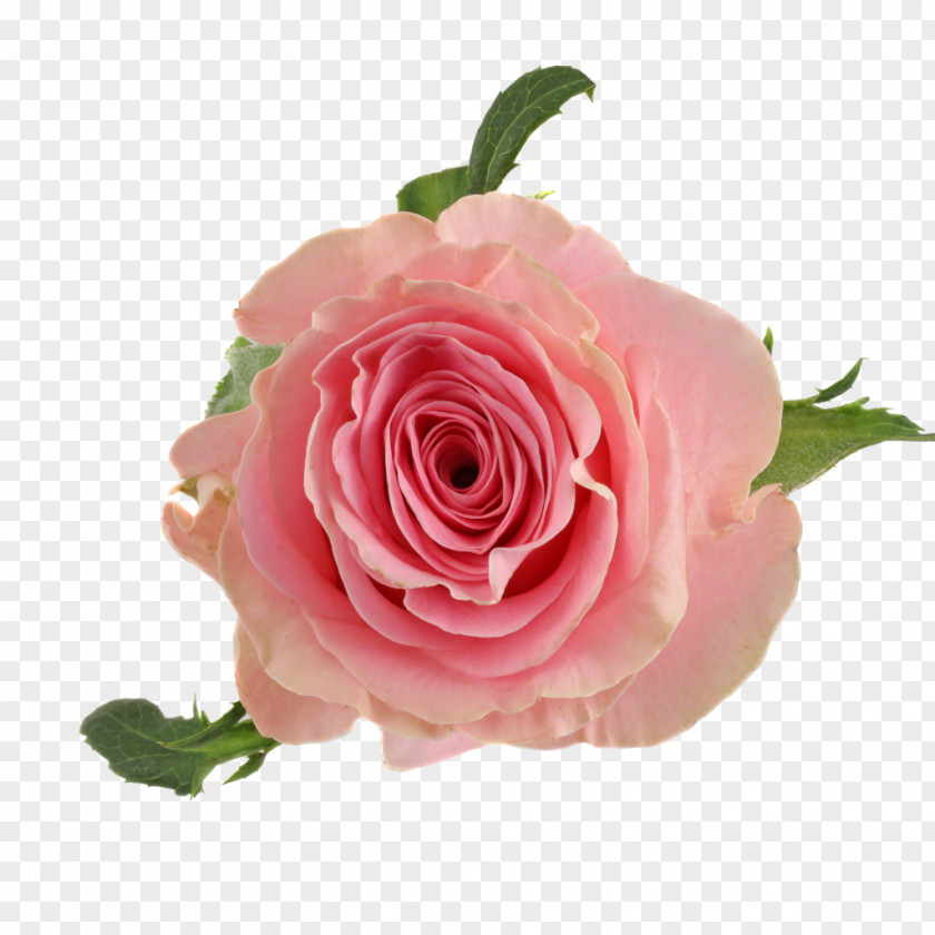 Flower Garden Roses Cut Flowers Centifolia Bouquet PNG