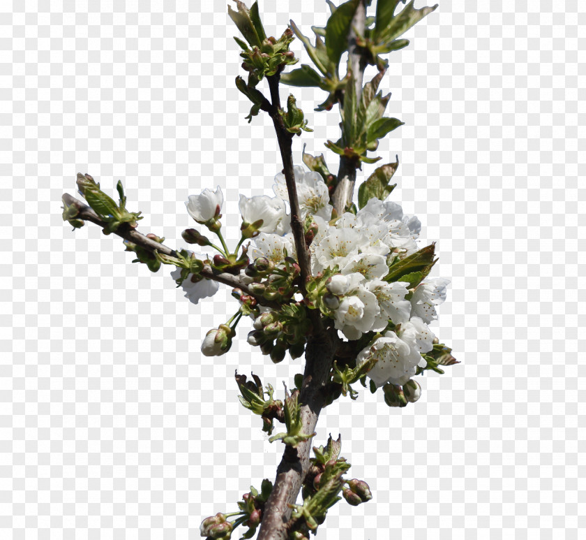 Plum Common Flower Tree Bud PNG