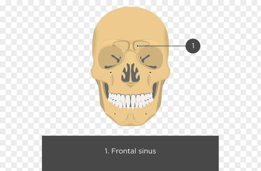 Skull Zygomatic Bone Maxilla Arch Process PNG