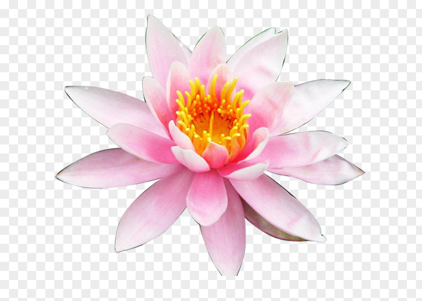 Vesak Ribbon Lotus Nymphaea Nelumbo Nouchali Aquatic Plants White Water-Lily PNG