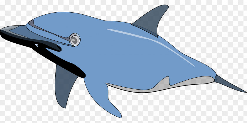 Blue Dolphin Spinner Bottlenose Clip Art PNG