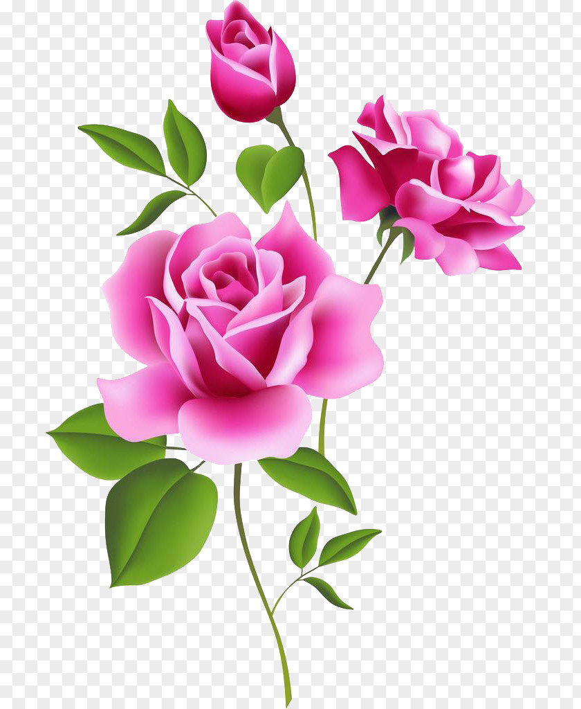 Floral Decoration Pattern Rose Pink Flower Free Content Clip Art PNG
