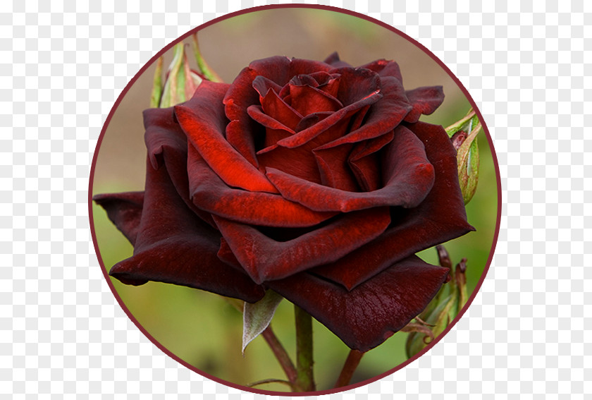 Flower Black Rose Blue Garden Roses PNG