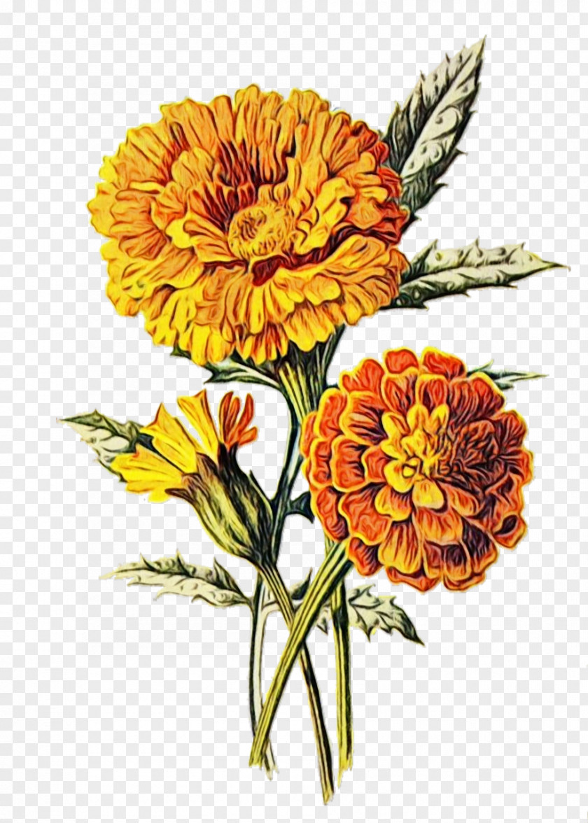 Flower Floral Design Marigold Antique PNG