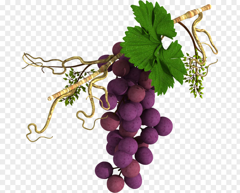 Grape Sultana Common Vine Wine Fruit PNG