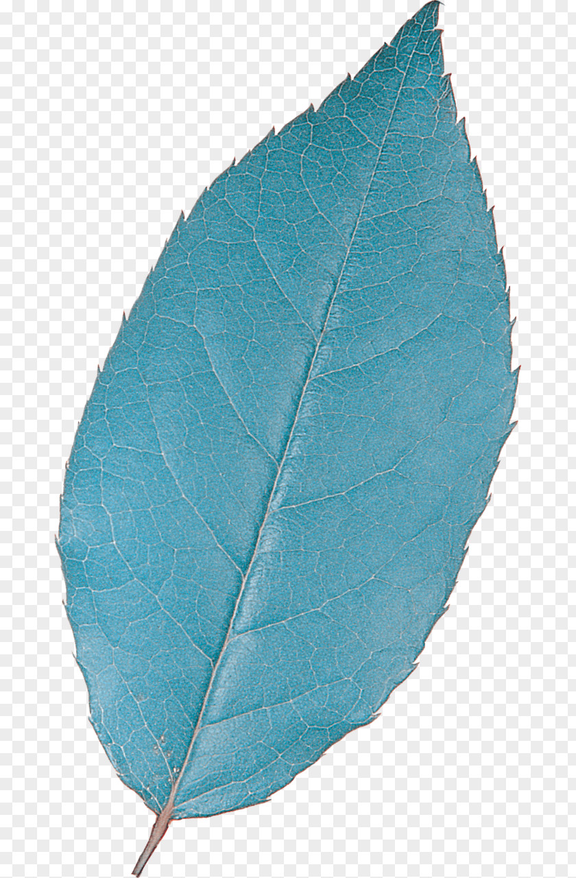 Leaves Turquoise Teal Leaf Plant Microsoft Azure PNG