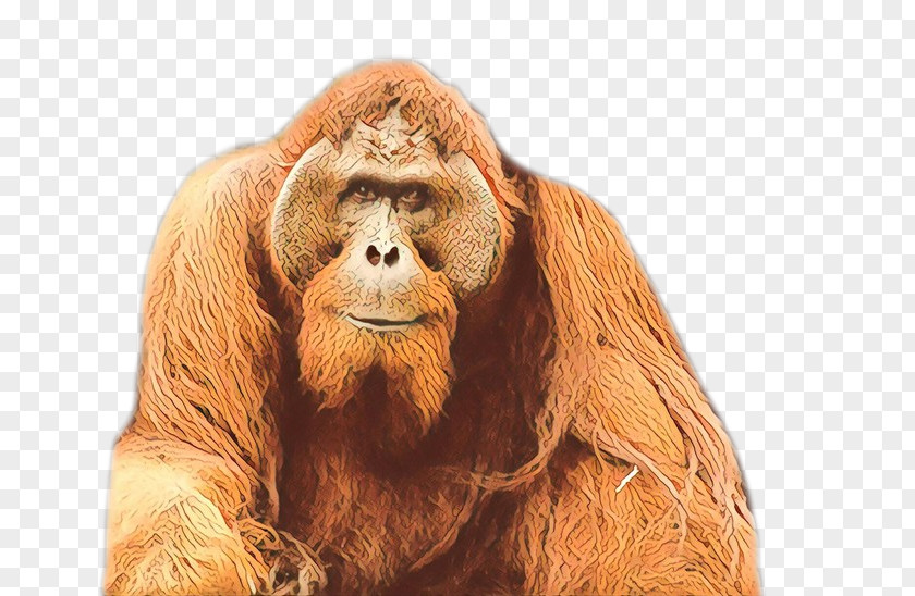 Orangutan Gorilla Monkey Fur Terrestrial Animal PNG