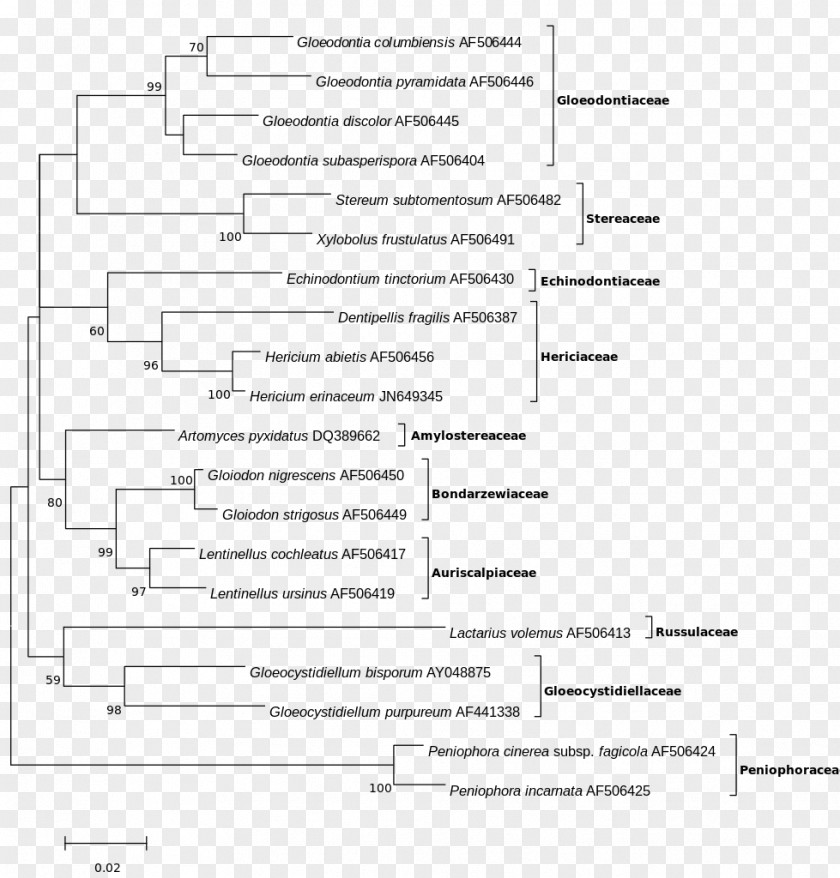 Phylogenetic Tree Maximum Likelihood Estimation Function Maxima And Minima Molecular Phylogenetics PNG